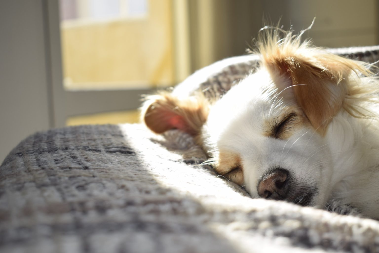 chien qui dort dans un appartement